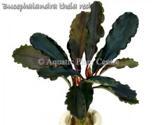 Bucephalandra theia red_1